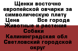 Щенки восточно европейской овчарки за символическую плату › Цена ­ 250 - Все города Животные и растения » Собаки   . Калининградская обл.,Светловский городской округ 